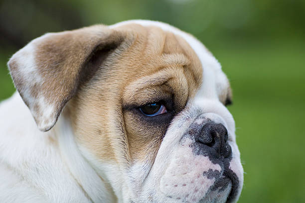 istock English Bulldog Puppy Face 176025635