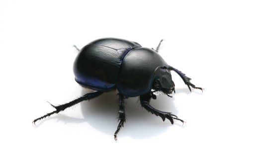 Lucanus cervus Coleoptera