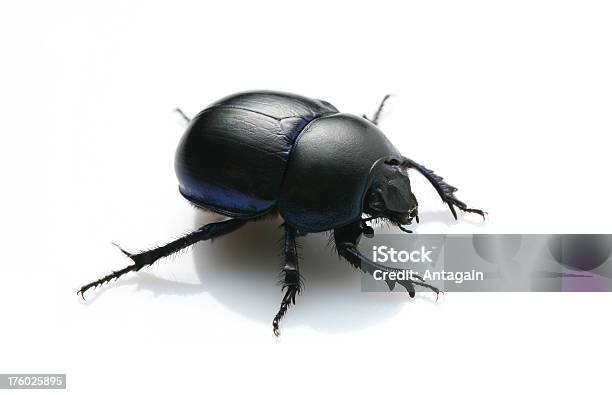 Escaravelho - Fotografias de stock e mais imagens de Escaravelho - Escaravelho, Cor preta, Animal