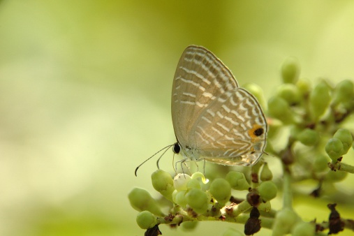 A forest butterfly which is commonly sighted in the forest reserve of Singapore.  Family : LycaenidaeSubfamily : Lycaeninaehttp://www.geocities.com/rainforest/vines/2382/lycaenidae/celeno.htm