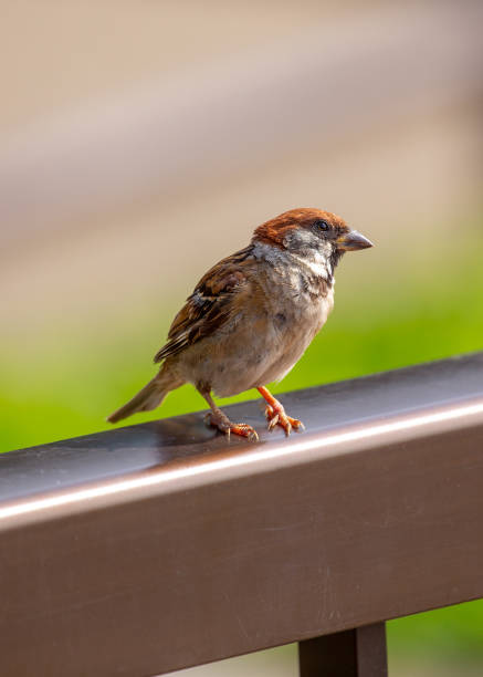 istock Eurasian Tree Sparrow (Passer montanus) Spotted In Nature 1760263030