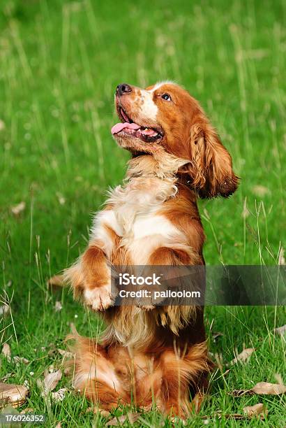 Cocker Puppy Stock Photo - Download Image Now - Animal, Animal Hair, Beauty