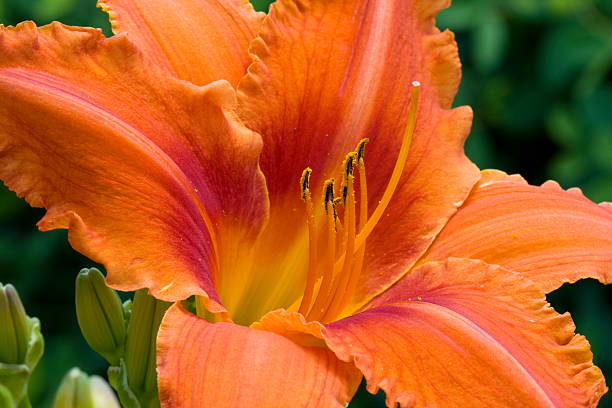 Orange Day Lily stock photo