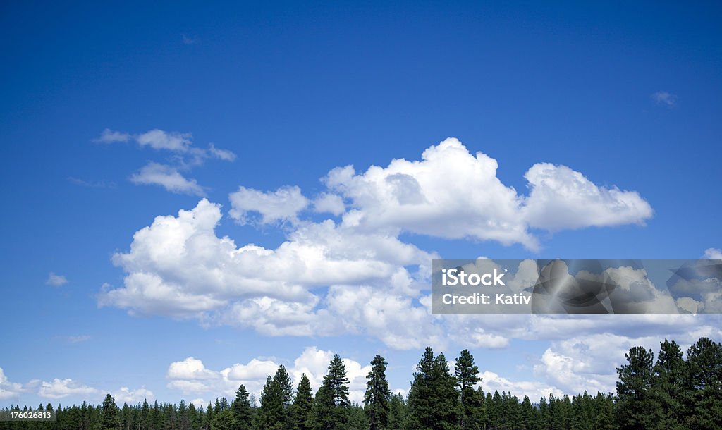 Nettoyer la Nature - Photo de Arbre libre de droits