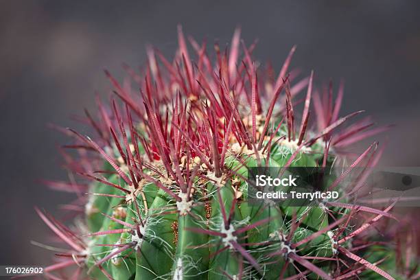 레드 척추 섬게선인장 Ferocactus Chrysacanthus 선인장에 대한 스톡 사진 및 기타 이미지 - 선인장, 센털- 동물 몸 일부, 0명