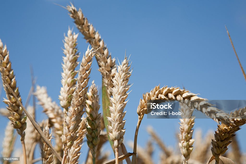 Feld-crop - Lizenzfrei Blau Stock-Foto
