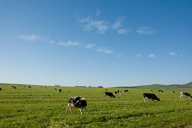 istock dairy cattle in a green meadow 176027161