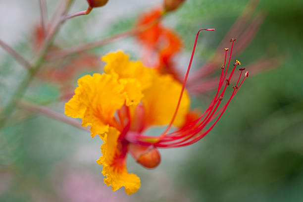 thumbnail image 2 of Caesalpinia Pulcherrima Pink Seeds - Mexican Bird Of Paradise, 7 Seeds For Planting 2 of 6