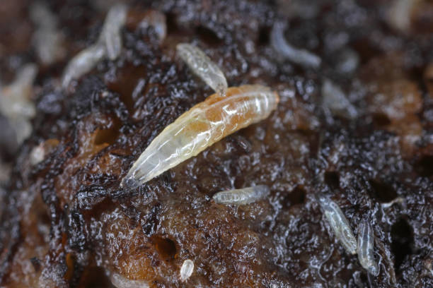 istock Vinegar fly or common fruit fly (Drosophila melanogaster) larvae in a breeding. 1760271955