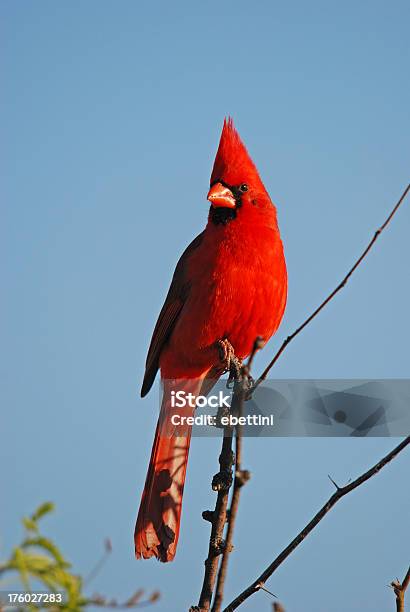 Northern Cardinal Stock Photo - Download Image Now - Cardinal - Bird, Northern Cardinal, Vertical