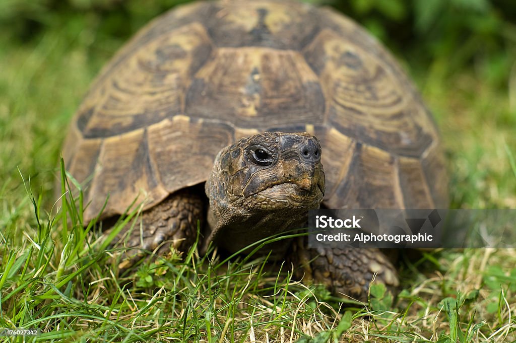 Herman la tortuga - Foto de stock de Animal libre de derechos