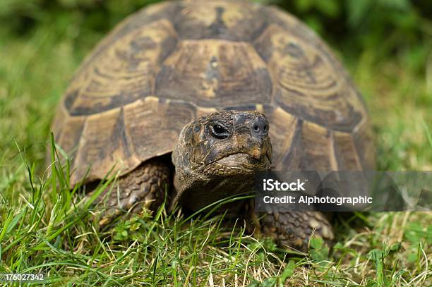 Herman La Tortuga Foto de stock y más banco de imágenes de Animal - Animal, Cabeza de animal, Caparazón de tortuga