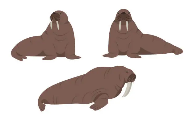 Vector illustration of Set of walrus animals in different poses. Sea or ocean water mammal animal. Walrus icons.