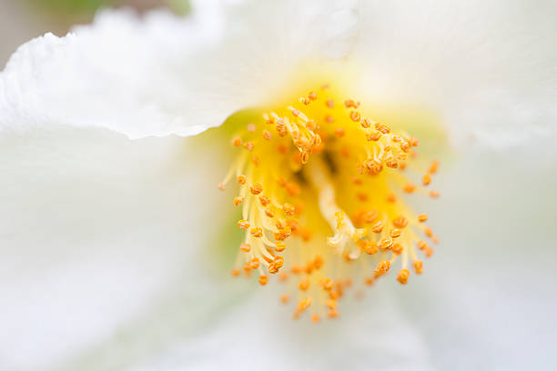 istock Stewartia Flower Center Close Up 176027410