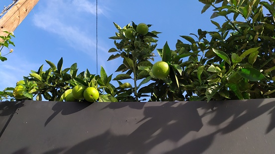 Lemon tree in a greenhouse