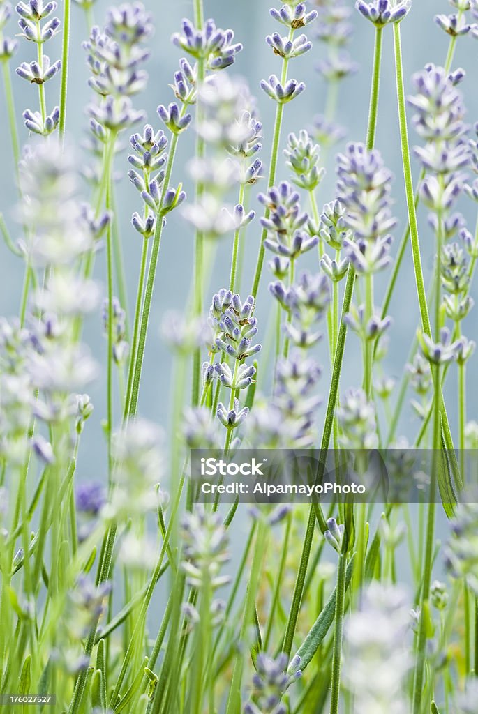 Inglês Lavanda (Lavandula angustifolia)'Hidcote'- I - Royalty-free Anual - Caraterística da planta Foto de stock