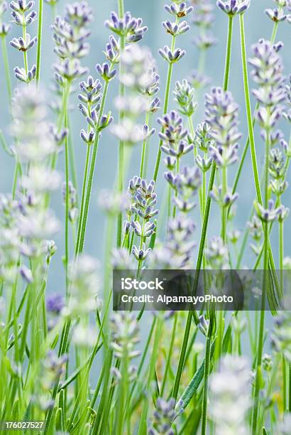 Inglês Lavanda Hidcote I - Fotografias de stock e mais imagens de Anual - Caraterística da planta