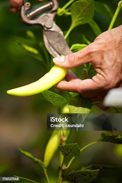 Harvesting A Pepper Stock Photo - Download Image Now - Pepper - Vegetable, Pruning - Gardening, Adult