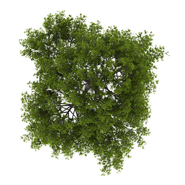 istock top view of crack willow tree isolated on white background 176027683