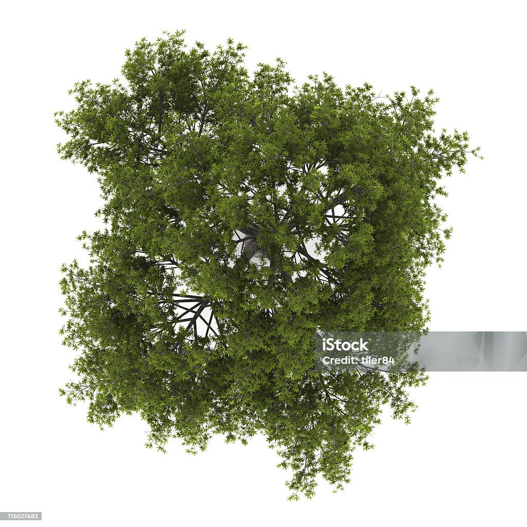 top view of crack willow tree isolated on white background Branch - Plant Part Stock Photo