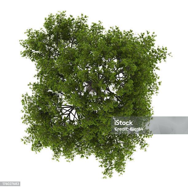 Top View Of Crack Willow Tree Isolated On White Background Stock Photo - Download Image Now