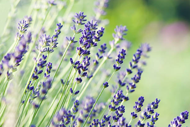 istock English Lavender (Lavandula angustifolia) 'Munstead' - III 176027744