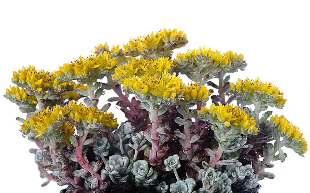 "Succulent plant with yellow flowers on white background. For beginner gardeners, this is a beautiful and easy ground cover to grow provided it is given well-drained soil."