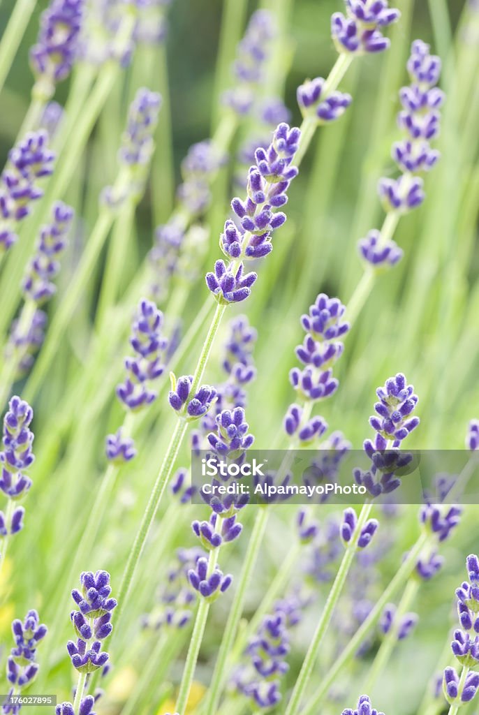 Lavanda inglesa (Lavandula angustifolia)'Munstead'- VI - Foto de stock de Lavanda - Planta royalty-free