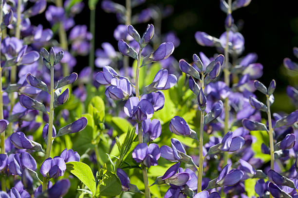 blue wild indigo (babtisia australis - australis zdjęcia i obrazy z banku zdjęć