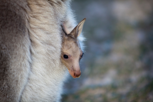 A joey's head pokes out of mother kangaroo