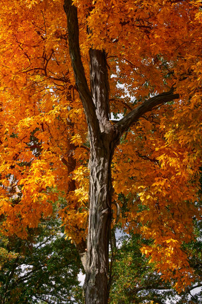 Vibrant Maple Tree in Autumn - Colorful vivid autumn hues looking up branches of tree with fall foliage.
