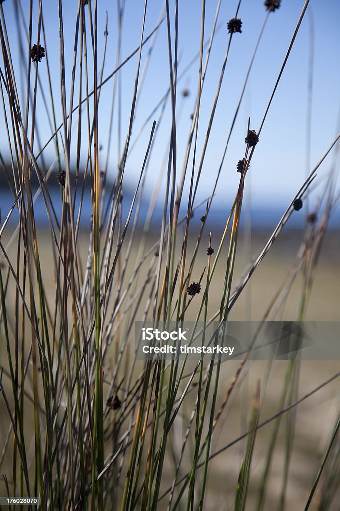 Hierba detalle, playa con vista panorámica - Foto de stock de Agua libre de derechos