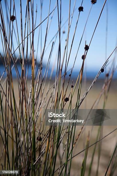 Hierba Detalle Playa Con Vista Panorámica Foto de stock y más banco de imágenes de Agua - Agua, Aire libre, Australia