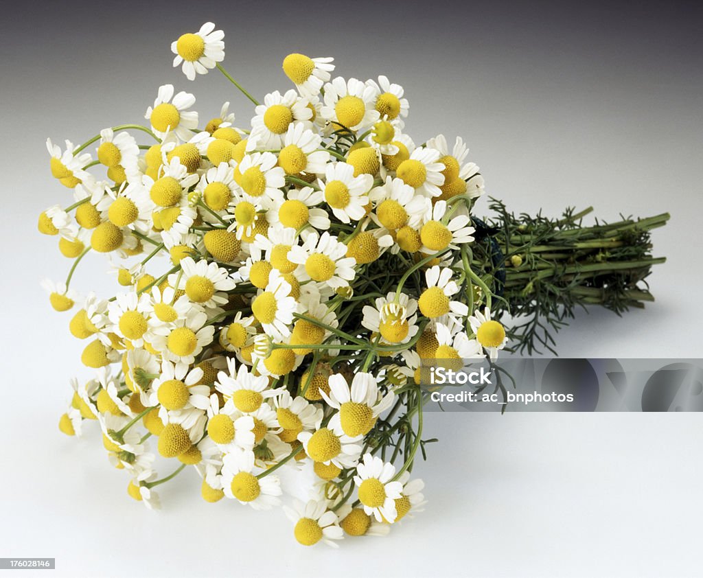 Tas de camomille fleurs - Photo de Arbre en fleurs libre de droits