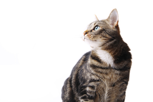 A blue British shorthair cat is sitting on the sofa and looking at the camera. Cat indoors.