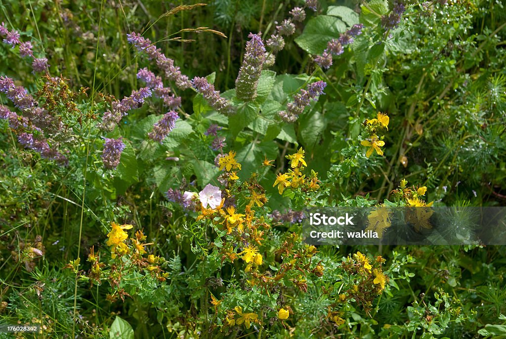 Plantes dans biotope-Wildblumen - Photo de Activité de loisirs libre de droits