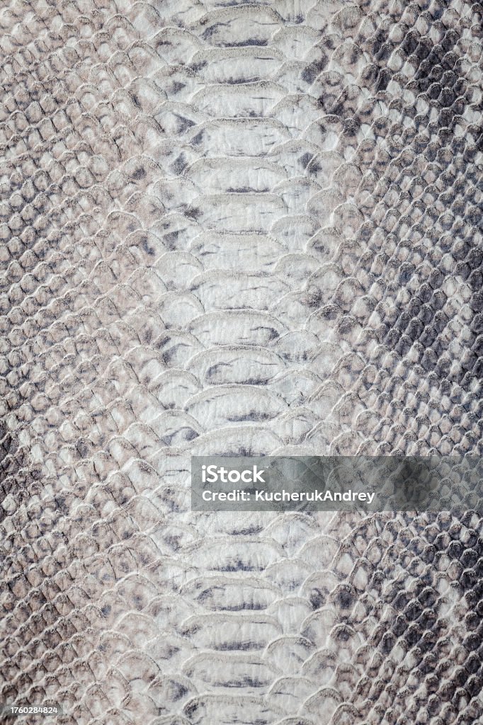 Snake skin pattern texture. Reptile leather. Snake skin pattern texture. Grey Reptile leather. Ostrich Stock Photo
