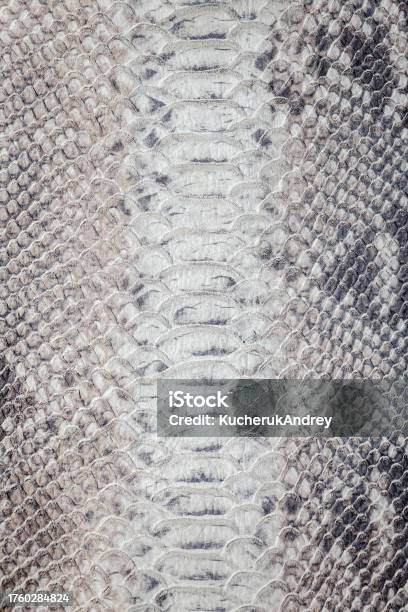 Snake Skin Pattern Texture Reptile Leather Stock Photo - Download Image Now - Ostrich, Skin, Animal