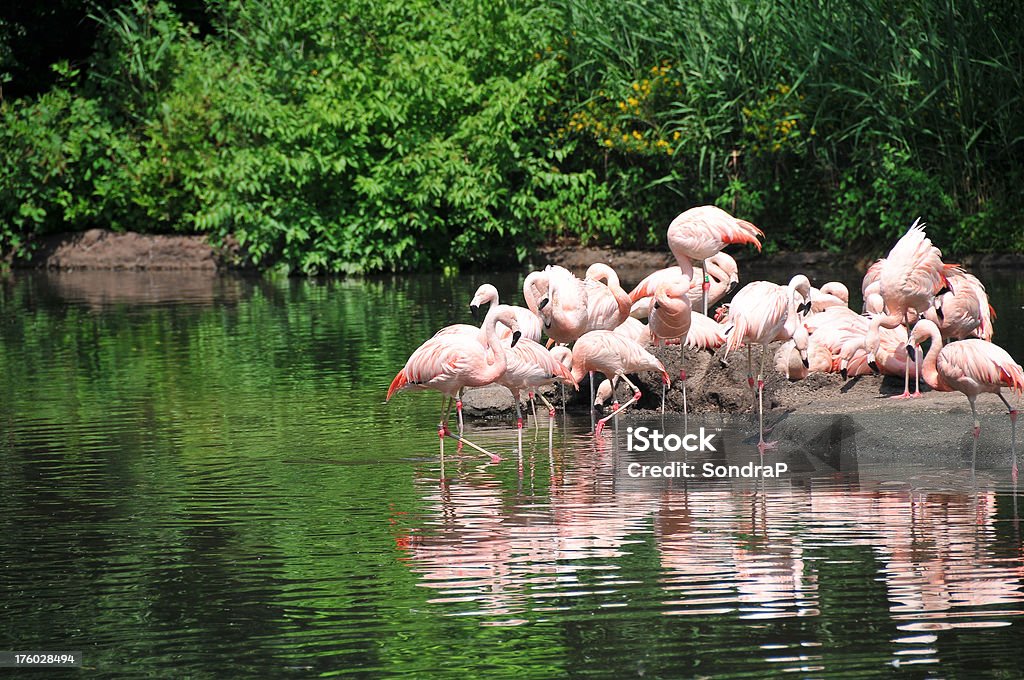 Bando de Flamingos - Foto de stock de Animal royalty-free