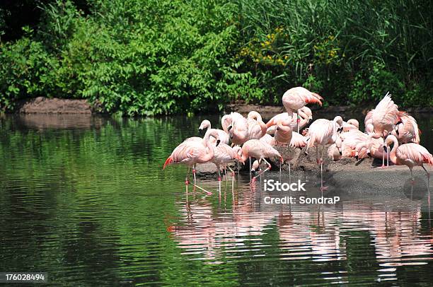 Foto de Bando De Flamingos e mais fotos de stock de Animal - Animal, Ave Aquática, Espaço para Texto