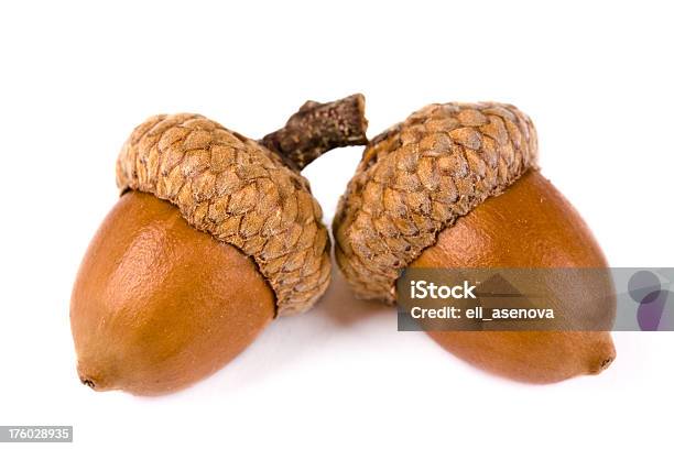 Acorns - zdjęcia stockowe i więcej obrazów Bez ludzi - Bez ludzi, Białe tło, Brązowy