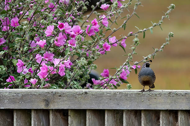 an old world quail in British Columbia