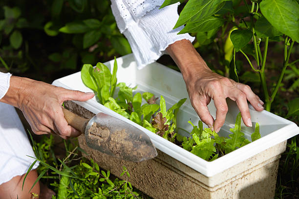 hands gardening stock photo
