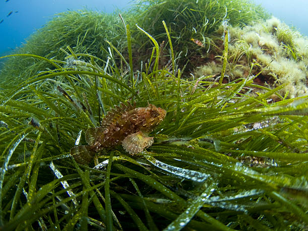scorpion fish in the sea grass