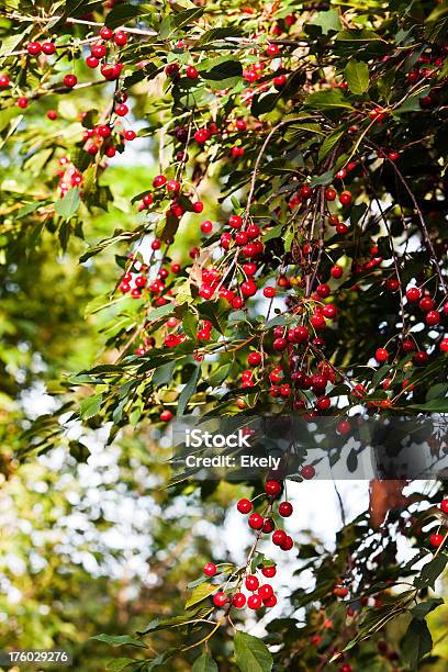 Kirschen In Meinem Garten Stockfoto und mehr Bilder von Baum - Baum, Beere - Obst, Bildhintergrund