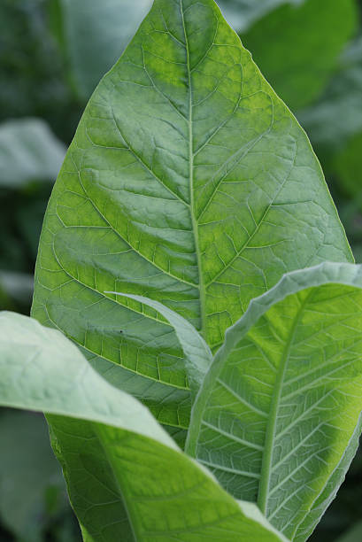 istock tobacco leaves 176029356