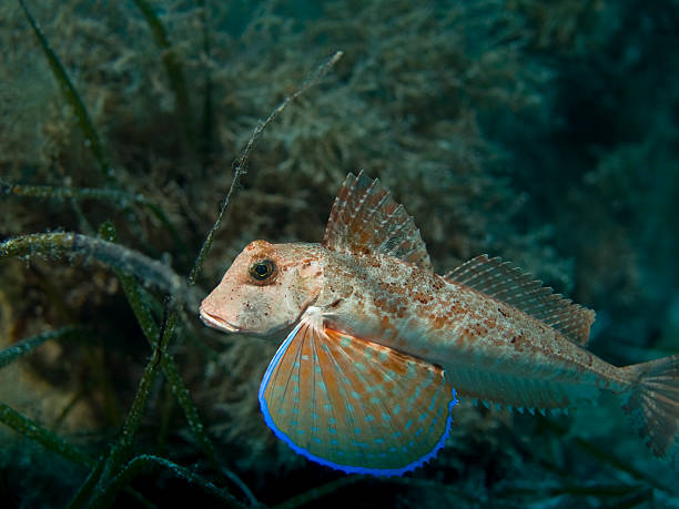 istock streaked gurnard 176029365