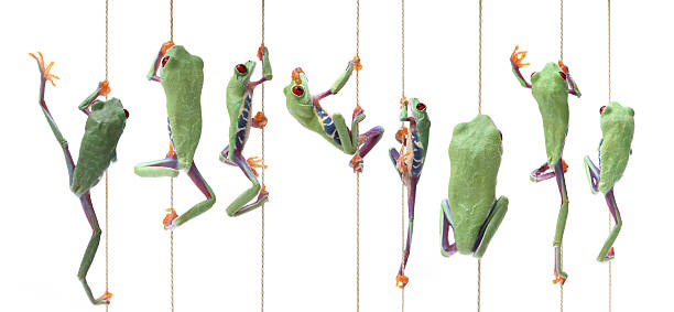 frogs climbing up frog - Agalychnis callidryas tinca tinca stock pictures, royalty-free photos & images