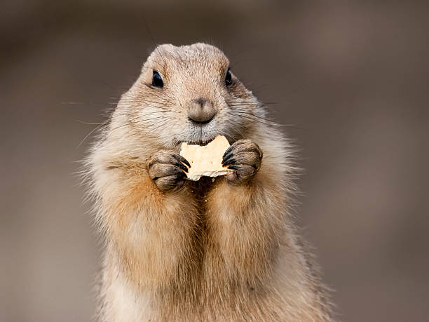 Marmotta americana - foto stock