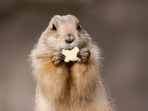 Close-up of a groundhog